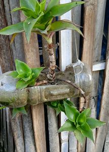 Mixed Verity Of Plants