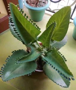 Kalanchoe Daigremontiana (Mother of Thousands)