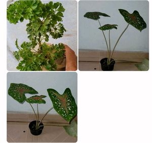 pack 2 Ming Aralia & ujjalaseeds rare polka🪴