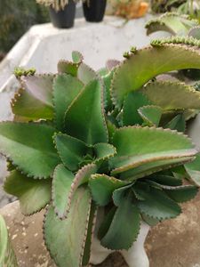 Baby plants &#34;Mother Of million&#34;