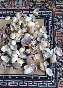 Sea Shells For Decor