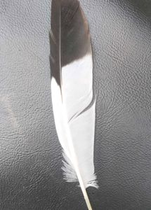 Black and White Feather (Australian Magpie)