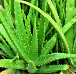 Aloevera Plant
