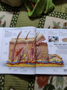 Human Body Encyclopedia