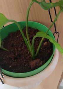 Broken heart plant