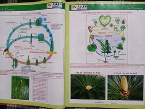 Bioimagica Textbook