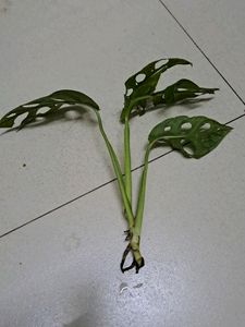 Broken Heart Rooted Plant