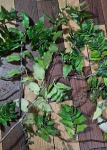 Basket Plant Cuttings - Set Of 5