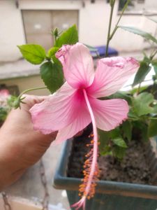 Healthy Light Pink Hibiscus Plant With Root