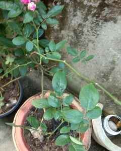 Rose Plant Stem Cuttings