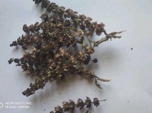 Basil Tulsi Seeds