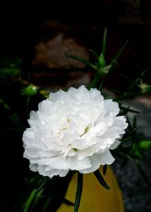 White Portulaca Flower Plants With Roots