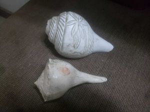 2 Conches Great Sound 🐚
