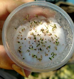 Mixed Flower Seed Collection with Fungicide Powder