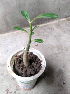 collection of various plants combo