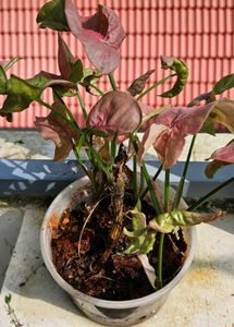 Set Of 3 Well Rooted Pink Synchonium Plants