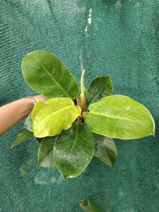 Philodendron Moonshine Plant
