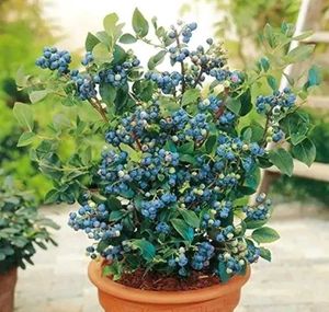 hybrid blue berry 🫐 plant easily grow in pot