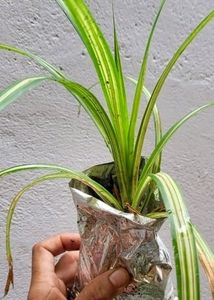 Pack 2 Turtle Vine &amp; Pandanus veitchii Plant 🌵