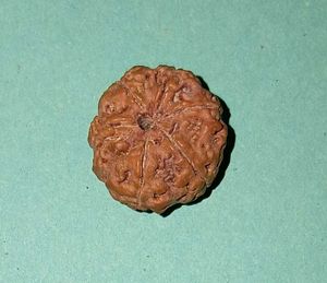 6 मुखी रुद्राक्ष