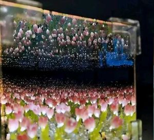 Tulip Night Light Cube