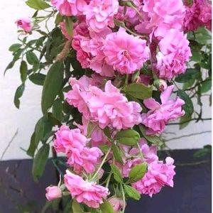 Climbing Rose Plant – Janila Jui 🌹
