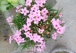 Beautiful Flowering plants seeds