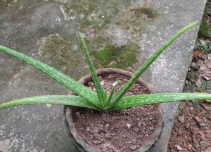 Aloe Vera Plant (3 Plants)