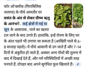 3 Colour 4 o'clock Plant Seeds