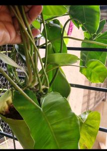 Philodendron Burle-marxii