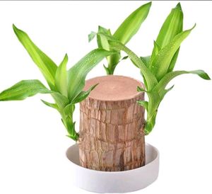 For Home Decorations Live Plant🌱
