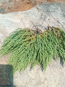 Fish Tank Gum Plant