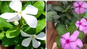Seeds-Plant Combo