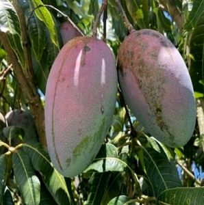 Set 2 Big Mango &amp; SYNGONIUM WENDLANDII Plants