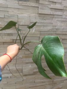 monstera deliciosa Swiss Cheese Plant Live Roots