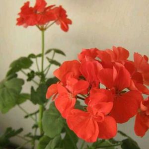 LOOT OFFER ⭐ Canon Powershot A410 (Grey) 🩶