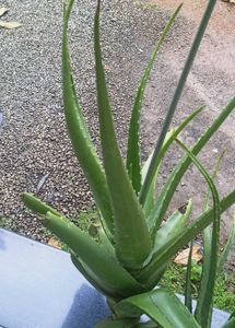 Live Aloe Vera Plant