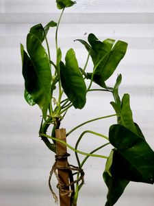 Philodendron Burle Marx [L]