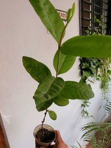 3 Set  Bear &amp; money &amp; Ming Aralia Plants🪴
