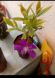 3. Plant