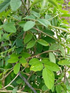 Aparjita Plant Seeds Pack Of 5 Seed