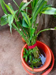 Bamboo Plant Bigger In Sizewell Rooted
