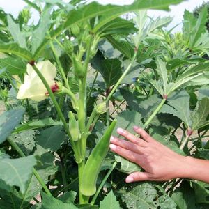 Hybrid Green Bhindi Ladyfinger