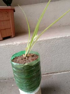 Spider Plant in Concrete Pot