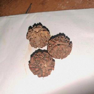 3 Vintage Panch Mukhi Rudraksh