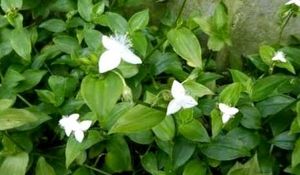 Set 3 Chlorophytum laxum &amp; Turtle Plants