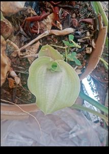 Football Lily Seeds