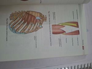 BD Chaurasia&#39;s Anatomy Handbook