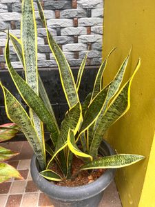 Yellow Snake Plant
