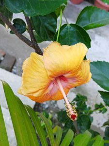 Red And Orange Hibiscus Cutting Saplings